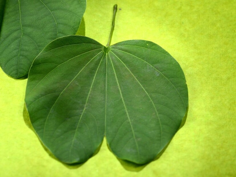 तज्ज्ञांनी दिलेल्या माहितीनुसार शरीरामध्ये खूप उष्णता असेल, सिडिटीचा त्रास असेल, बद्धकोष्ठतेचा त्रास असेल, अपचनाच्या समस्या असतील, तर या सर्व आजारांवर तुम्ही आपट्याच्या पानांचे सेवन करू शकता.