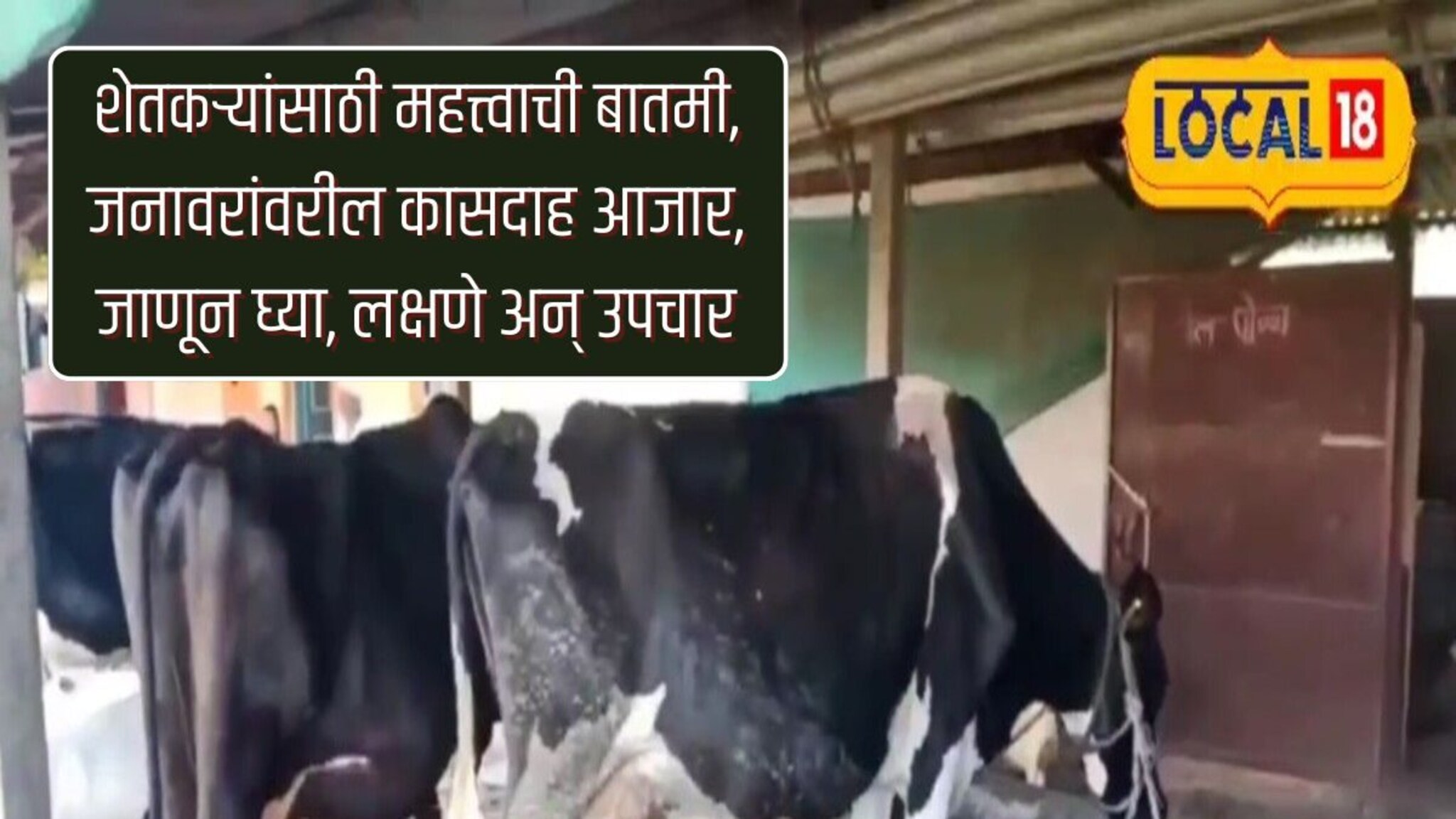 शेतकऱ्यांसाठी महत्त्वाची बातमी, जनावरांवरील कासदाह आजार, जाणून घ्या, लक्षणे अन् उपचार