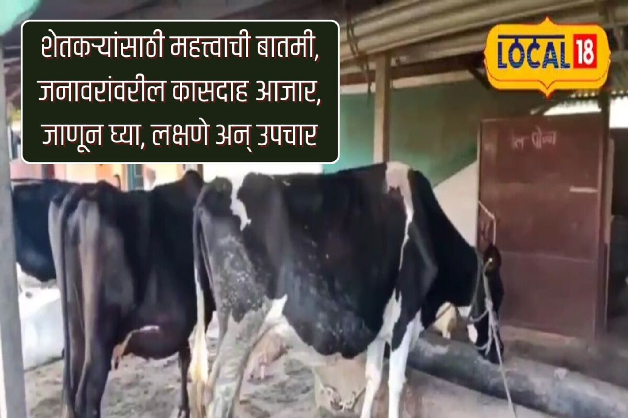 शेतकऱ्यांसाठी महत्त्वाची बातमी, जनावरांवरील कासदाह आजार, जाणून घ्या, लक्षणे..