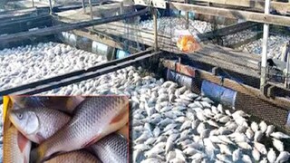 मत्स्यपालन शेतीची कमाल, तरुणाला केलं मालामाल