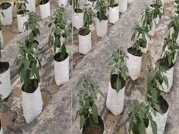 ग्रो बॅग म्हणजे काय? 