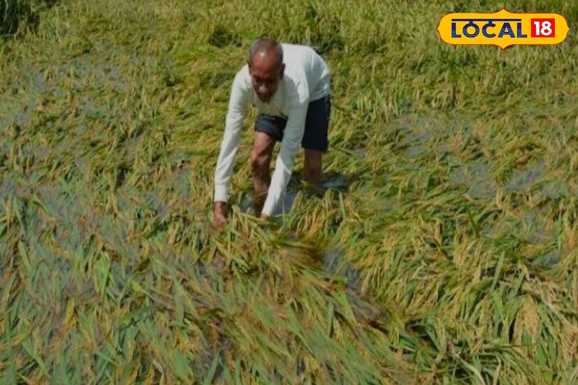 सध्या कापूस उत्पादक शेतकरी हलक्या ते मध्यम पावसाच्या प्रतिक्षेत आहे. तर सोयाबीन उत्पादक शेतकरी पावसाच्या अंदाजाने चिंतेत आहे. विदर्भात 17 ऑक्टोबरपर्यंत पावसाची शक्यता हवामान विभागानं वर्तवली आहे. त्यामुळे शेतकऱ्यांच्या सोयाबीन काढणीला वेग आलाय. पुढील काही दिवसांत पावसाचा जोर वाढणार असल्याने शेतकऱ्यांनी योग्य ती काळजी घेणे आवश्यक आहे.