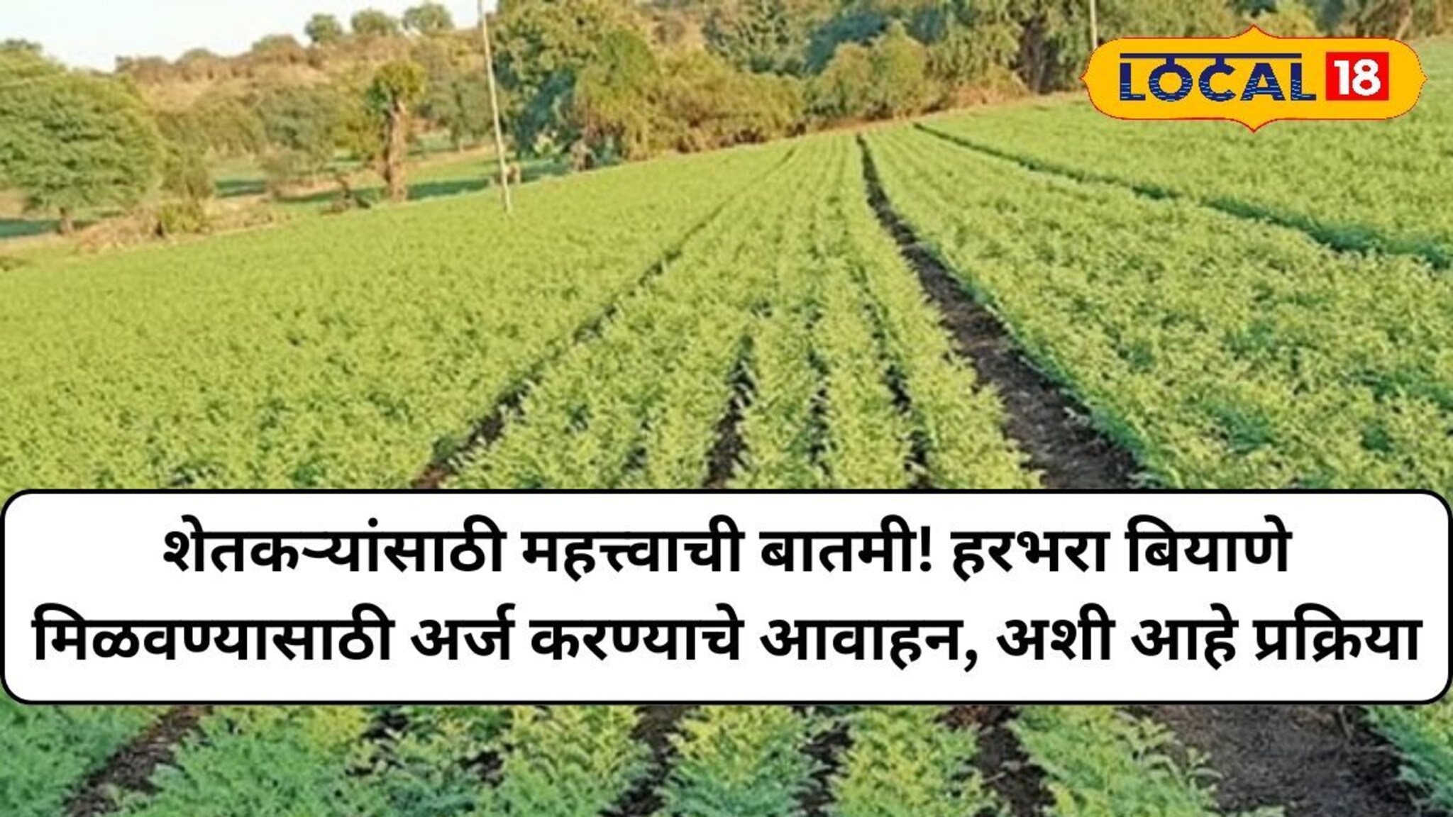 शेतकऱ्यांसाठी महत्त्वाची बातमी! हरभरा बियाणे मिळवण्यासाठी अर्ज करण्याचे आवाहन