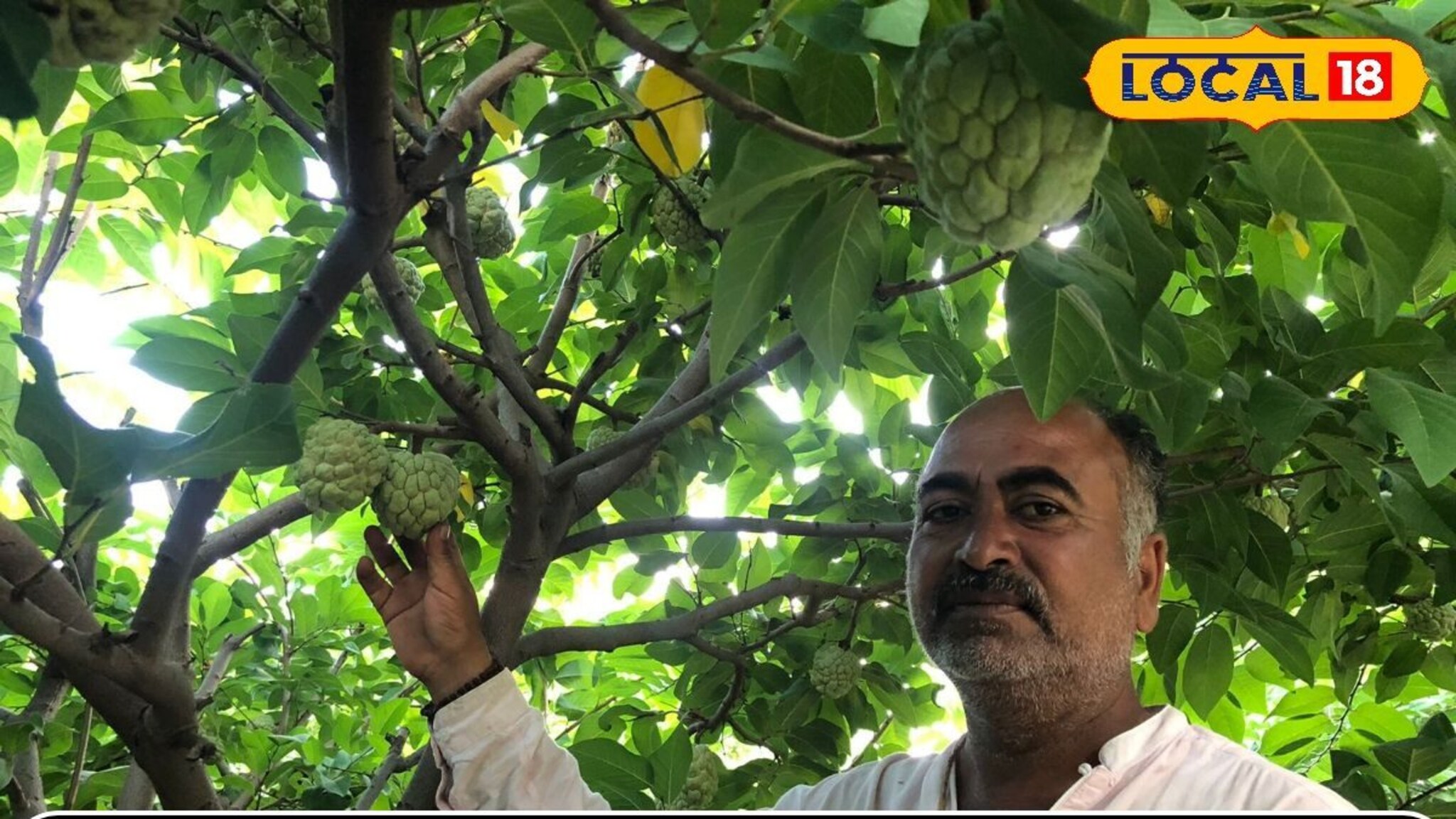 सीताफळ शेतातून 12 ते 15लाखांचं उत्पन्न, जालन्यातील शेतकऱ्यानं नेमकं कसं नियोजन..