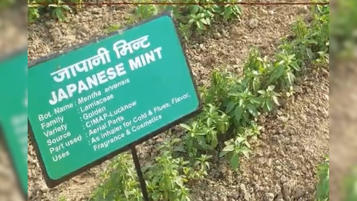 उत्तराखंड में जापानी पुदीना की खेती हुई लाभदायक, किसानों की कमाई दोगुनी – न्यूज18 मराठी