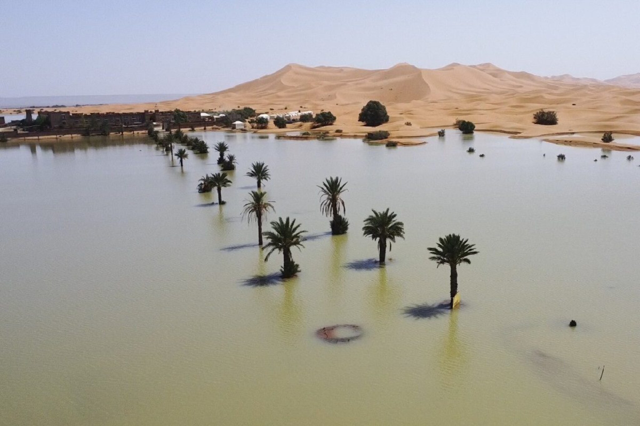 वादळ आलं आणि घडला चमत्कार! कोरड्याठाक वाळवंटात जणू 'स्वर्ग'च अवतरला