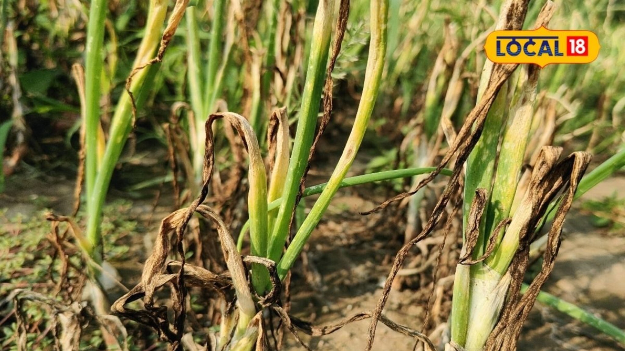 खर्च तरी निघणार का? शेतातच करपतोय कांदा, रोगाच्या विळख्याने शेतकरी संकटात