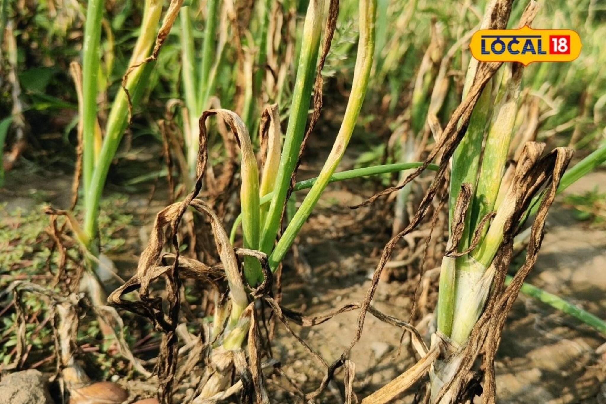 खर्च तरी निघणार का? शेतातच करपतोय कांदा, रोगाच्या विळख्याने शेतकरी संकटात