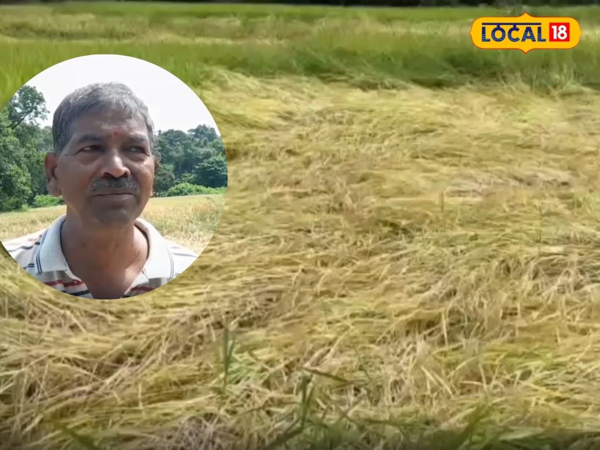 परतीचा पाऊस अन् तळकोकणात 15 गावांमध्ये भातशेतीचे मोठं नुकसान, शेतकरी म्हणाले...