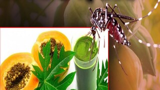 पपईच्या पानाचा रस डेंग्यूवर कसा प्रभावी?