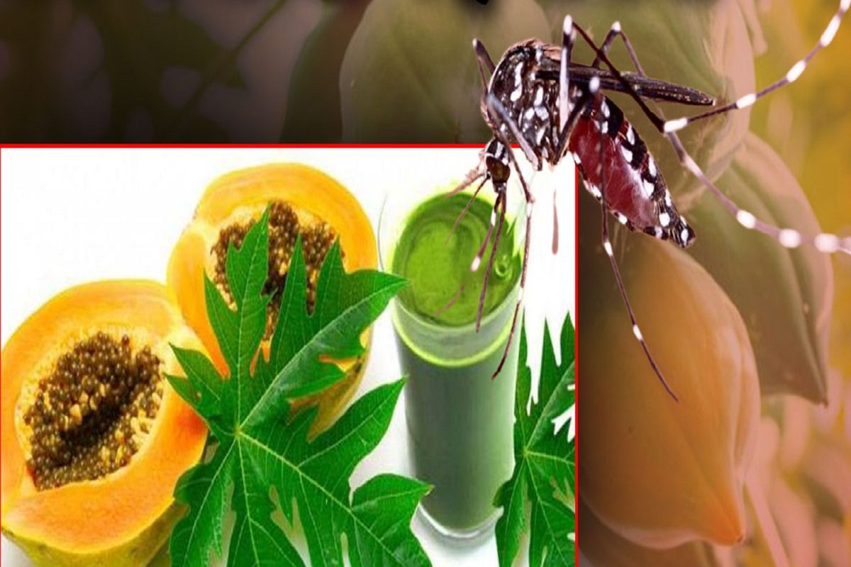 क्या पपीते के पत्ते का रस पीने से सच में डेंगू ठीक हो जाता है? मिथक या तथ्य – News18 मराठी क्या पपीते के पत्ते का रस पीने से सच में डेंगू ठीक हो जाता है? मिथक या तथ्य – News18 मराठी