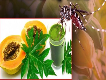 पपईच्या पानाचा रस डेंग्यूवर कसा प्रभावी?