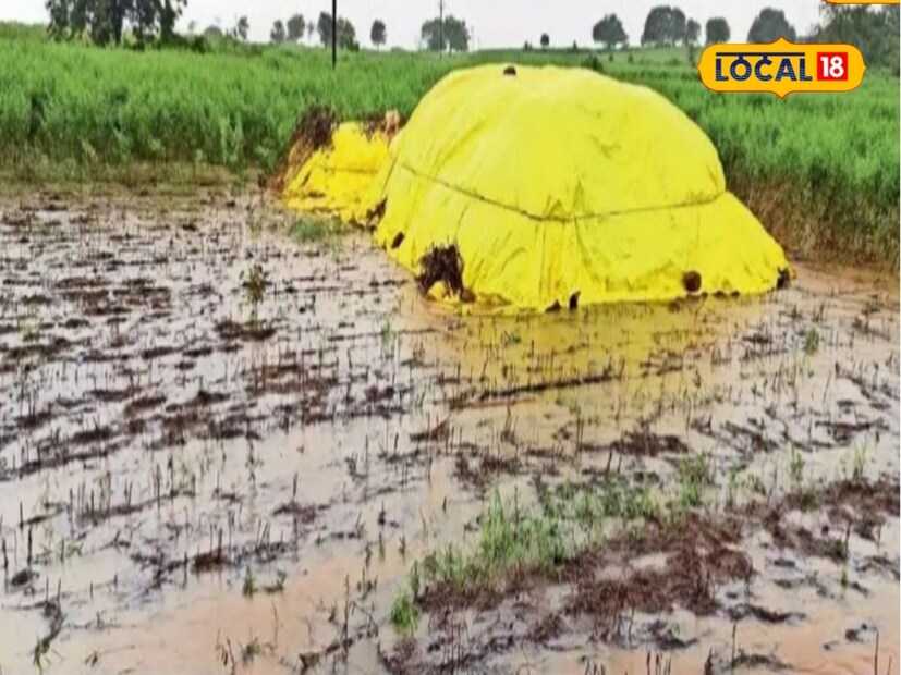 आता सोयाबिन उत्पादक शेतकऱ्यांना दिलासा मिळेल अशी बातमी आहे. पावसाचा जोर ओसरणार असल्याने शेतकरी सुखावेल. 