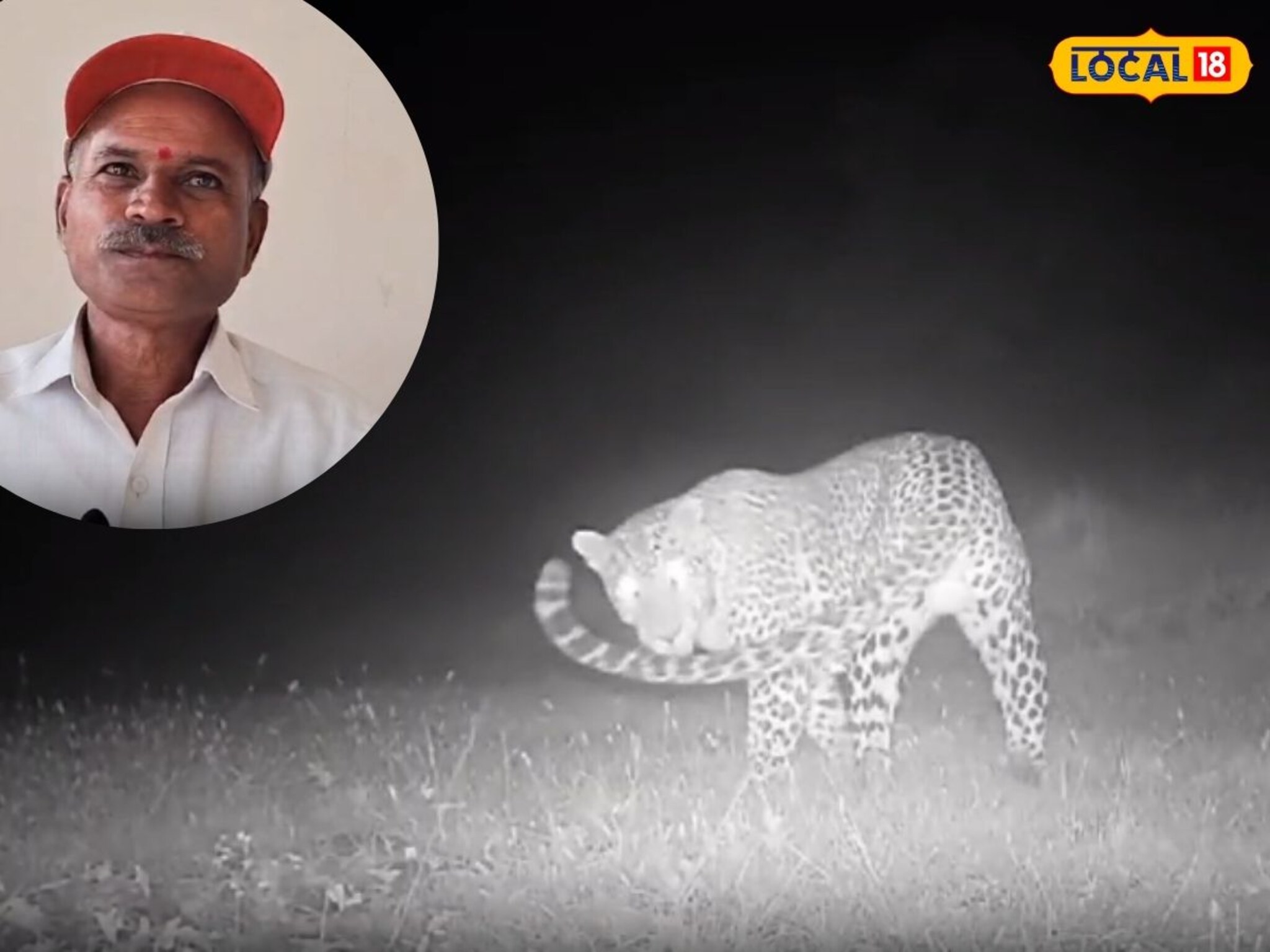 फक्त 5 फुटावर होता बिबट्या, रेडकाचा जीव कसा वाचवला, शेतकऱ्यानं सांगितली आपबिती