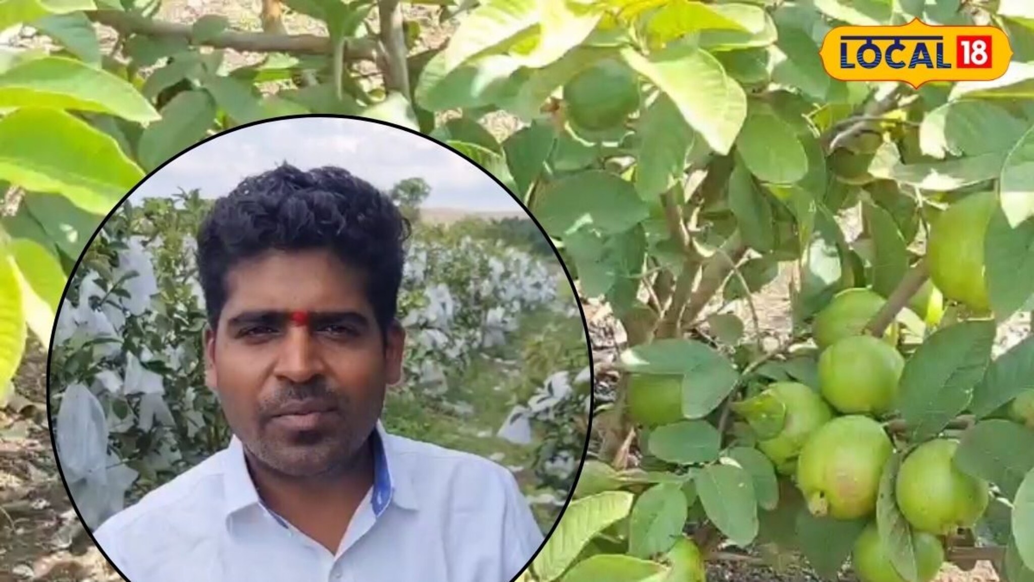 Satara : शेतीची आवड, प्राचार्य पदाचा राजीनामा, तैवान पिंक पेरुतून घेतले लाखोंचे उत्पन्न