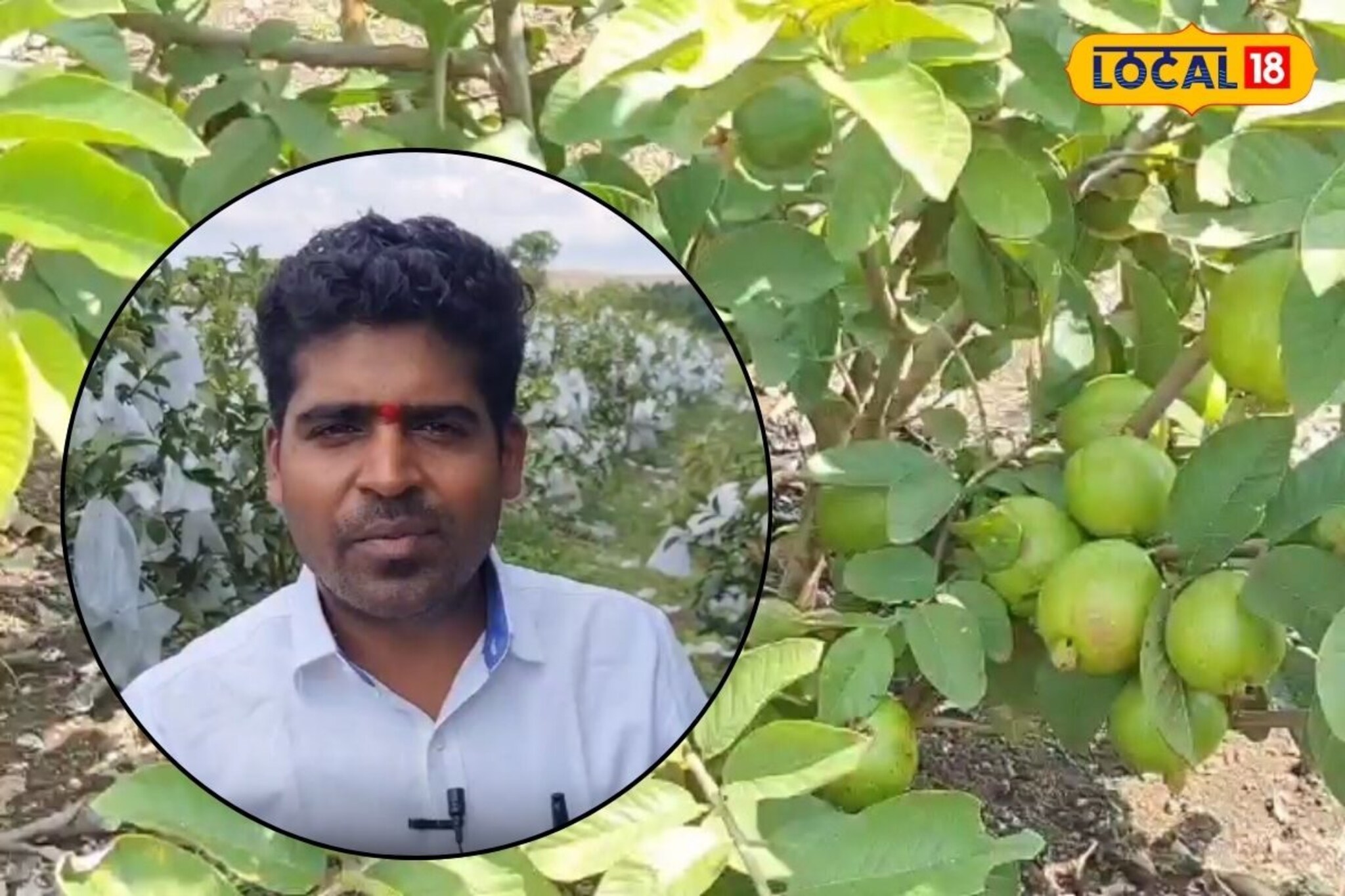 शेतीची आवड, प्राचार्य पदाचा राजीनामा, तैवान पिंक पेरुतून घेतले लाखोंचे उत्पन्न