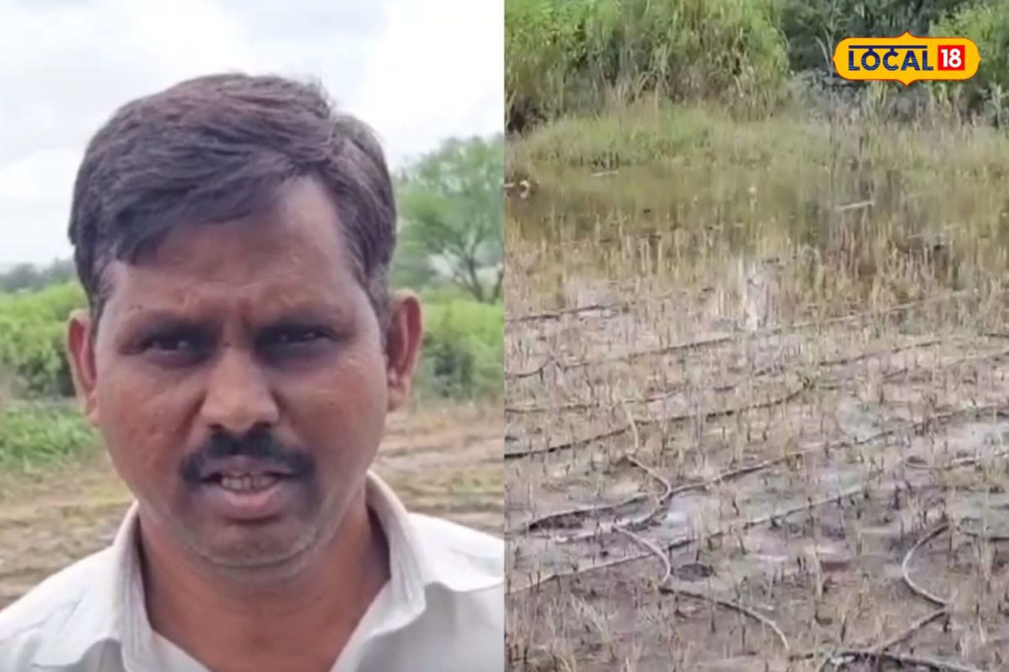 घेवड्या पिकाचा पीक विम्यात समावेश करा, साताऱ्यातील शेतकरी अशी मागणी का करतायेत?