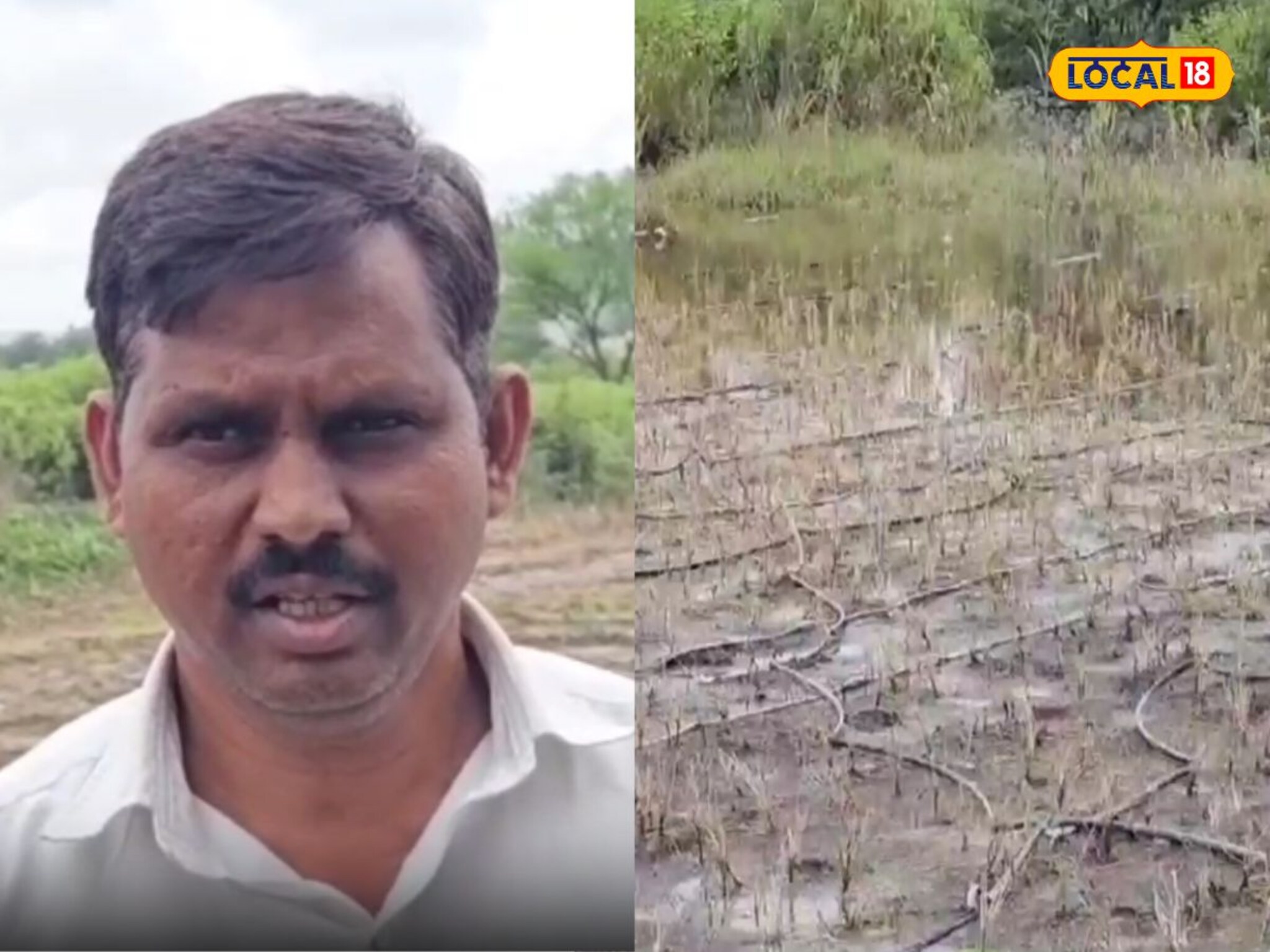 घेवड्या पिकाचा पीक विम्यात समावेश करा, साताऱ्यातील शेतकरी अशी मागणी का करतायेत?, VIDEO