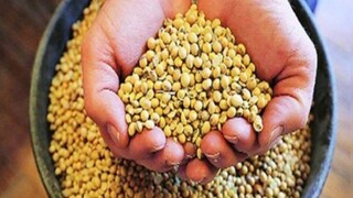 सोयाबीनच्या दरात घसरण सोयाबीनच्या दरात घसरण