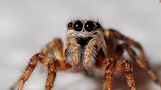 संशोधकांनी आता कोळ्याच्या विषापासून प्रेरणा घेऊन पहिले औषध तयार केले आहे, जे भविष्यात हार्ट ॲटॅक आलेल्या रुग्णांवर उपचार करण्यासाठी वापरता येईल.