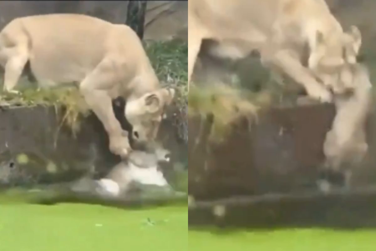 मां ढाल है. शेरनी ने बचाई बच्चे की जान, वीडियो देखकर नेटिज़न्स ने की तारीफ वाइल्ड लाइफ वायरल वीडियो शेरनी ने तालाब से बचाई बच्चे की जान, मां का प्यार वाला वीडियो सोशल मीडिया पर वायरल- News18 मराठी मां ढाल है. शेरनी ने बचाई बच्चे की जान, वीडियो देखकर नेटिज़न्स ने की तारीफ वाइल्ड लाइफ वायरल वीडियो शेरनी ने तालाब से बचाई बच्चे की जान, मां का प्यार वाला वीडियो सोशल मीडिया पर वायरल- News18 मराठी