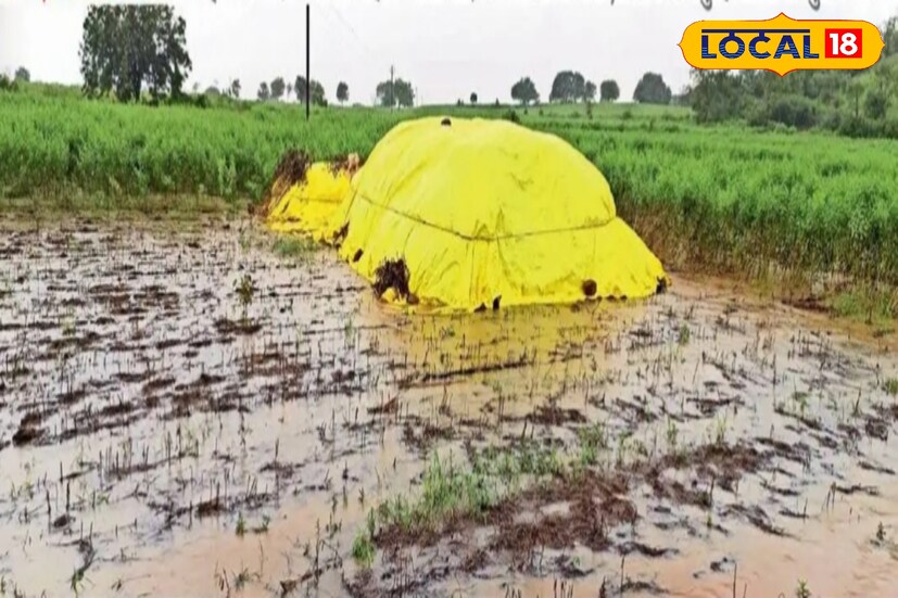 मराठवाड्यात सप्टेंबर महिन्यात झालेल्या पावसाने शेतकऱ्यांचे मोठे नुकसान झाले होते. सोयाबीन शेतीला या पावसाचा फटका बसला होता. आता पुन्हा पाऊस होणार असल्याना शेतकऱ्यांनी आपल्या पिकांची योग्य ती काळजी घेण्याची गरज आहे.
