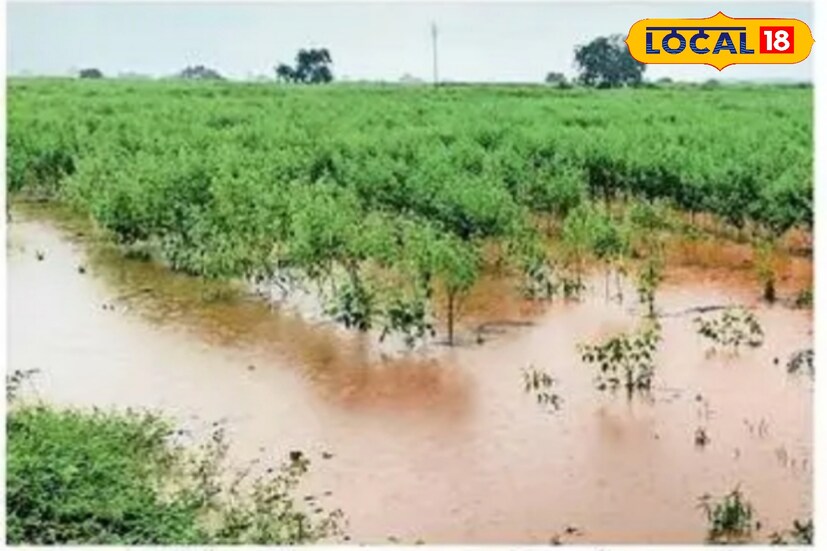 गेल्या काही दिवसांपासून मराठवाड्यात तापमानाचा पारा देखील वाढला आहे. नागरिकांना ऑक्टोबर हिटच्या झळा जाणवत असून उकाडा वाढला आहे. छत्रपती संभाजीनगरमध्ये आज, 6 ऑक्टोबर रोजी कमाल तापमान 33 अंशांपर्यंत राहण्याचा अंदाज आहे.