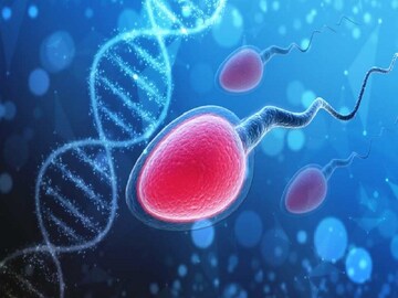 मुल हवं असेल तर ही 5 वर्ष महत्त्वाची, बाप होण्याचं योग्य वय कोणतं?