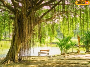 वडाचं झाड घरात लावणं शुभ की अशुभ? नेमकं काय होतं नुकसान, काय मिळतात फायदे?