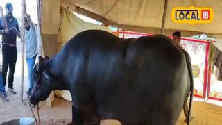 रेड्यासोबत फोटो काढायला पर्यटकांची गर्दी. रेड्यासोबत फोटो काढायला पर्यटकांची गर्दी.