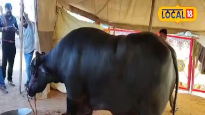 रेड्यासोबत फोटो काढायला पर्यटकांची गर्दी. रेड्यासोबत फोटो काढायला पर्यटकांची गर्दी.