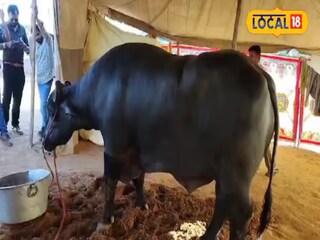 रेड्यासोबत फोटो काढायला पर्यटकांची गर्दी.