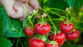 प्रतिकात्मक फोटो : कॅन्सर, हार्ट ॲटॅकला दूर ठेवतील स्ट्रॉबेरीज, रोज खाल्ल्याने मिळेल मन:शांती