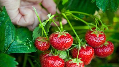प्रतिकात्मक फोटो : कॅन्सर, हार्ट ॲटॅकला दूर ठेवतील स्ट्रॉबेरीज, रोज खाल्ल्याने मिळेल मन:शांती