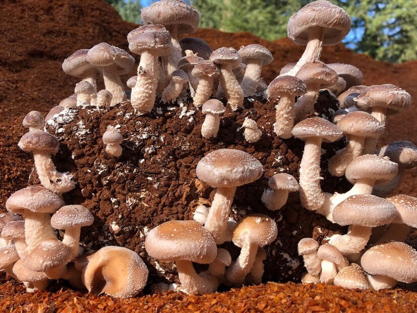 मशरूममध्ये जीवनसत्व बी 12 भरपूर प्रमाणात असते. मशरूम हे जीवनसत्व डी, प्रथिने, कॅल्शियम आणि जर्मेनियम, तांबे, नियासिन, पोटॅशियम आणि फॉस्फरस सारख्या इतर खनिजांचा देखील चांगला स्रोत आहेत. 