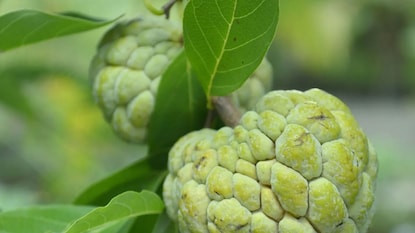 प्रतिकात्मक फोटो : डायबिटीसवर गुणकारी आहे सीताफळ प्रतिकात्मक फोटो : डायबिटीसवर गुणकारी आहे सीताफळ