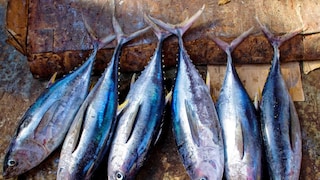 हे 6 मासे चुकूनही खाऊ नका, ठरु शकतात हानिकारक हे 6 मासे चुकूनही खाऊ नका, ठरु शकतात हानिकारक