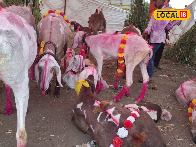 रंगवलेल्या, सजवलेल्या शेळ्या-मेंढ्यांनी आटपाडी कृषी उत्पन्न बाजार समितीचे संपूर्ण आवार फुलले आहे. हौशी मेंढपाळ जातिवंत आणि दर्जेदार शेळ्या-मेंढ्यांना नटवून-सजवून, वाजत-गाजत यात्रेत घेऊन येत आहेत.