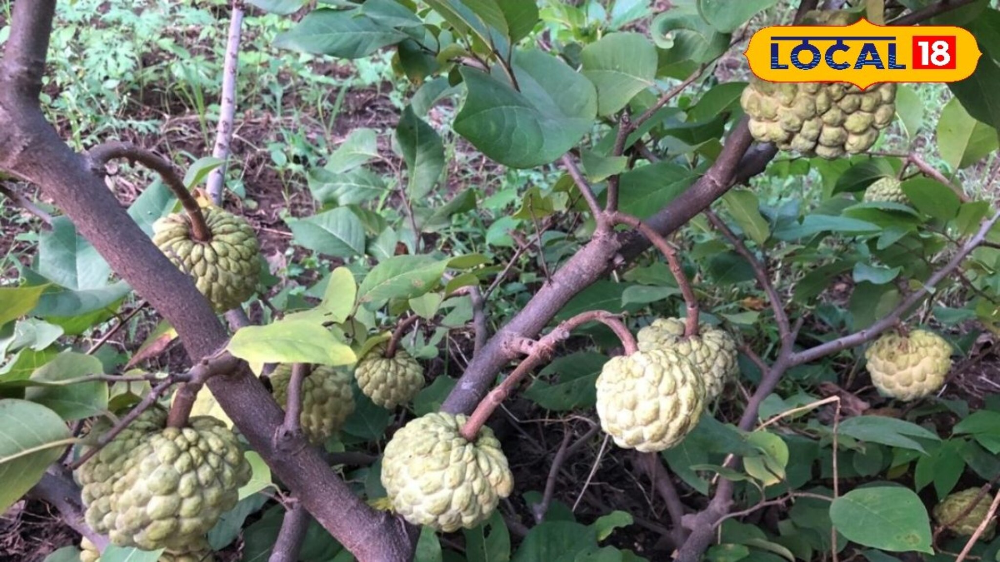 सीताफळ शेतीचा जालना पॅटर्न, एकरात मिळवलं 1 लाख 28 हजार उत्पन्न