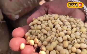 सोयाबीन 