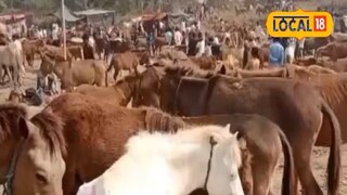 गाढव बाजारातील दृश्य गाढव बाजारातील दृश्य