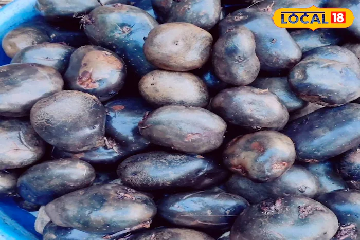 अमेरिकन बटाटामुळे शेतकरी होतायेत मालामाल, काय आहे या शेतीचा फॉर्म्युला? अमेरिकन बटाटामुळे शेतकरी होतायेत मालामाल, काय आहे या शेतीचा फॉर्म्युला?