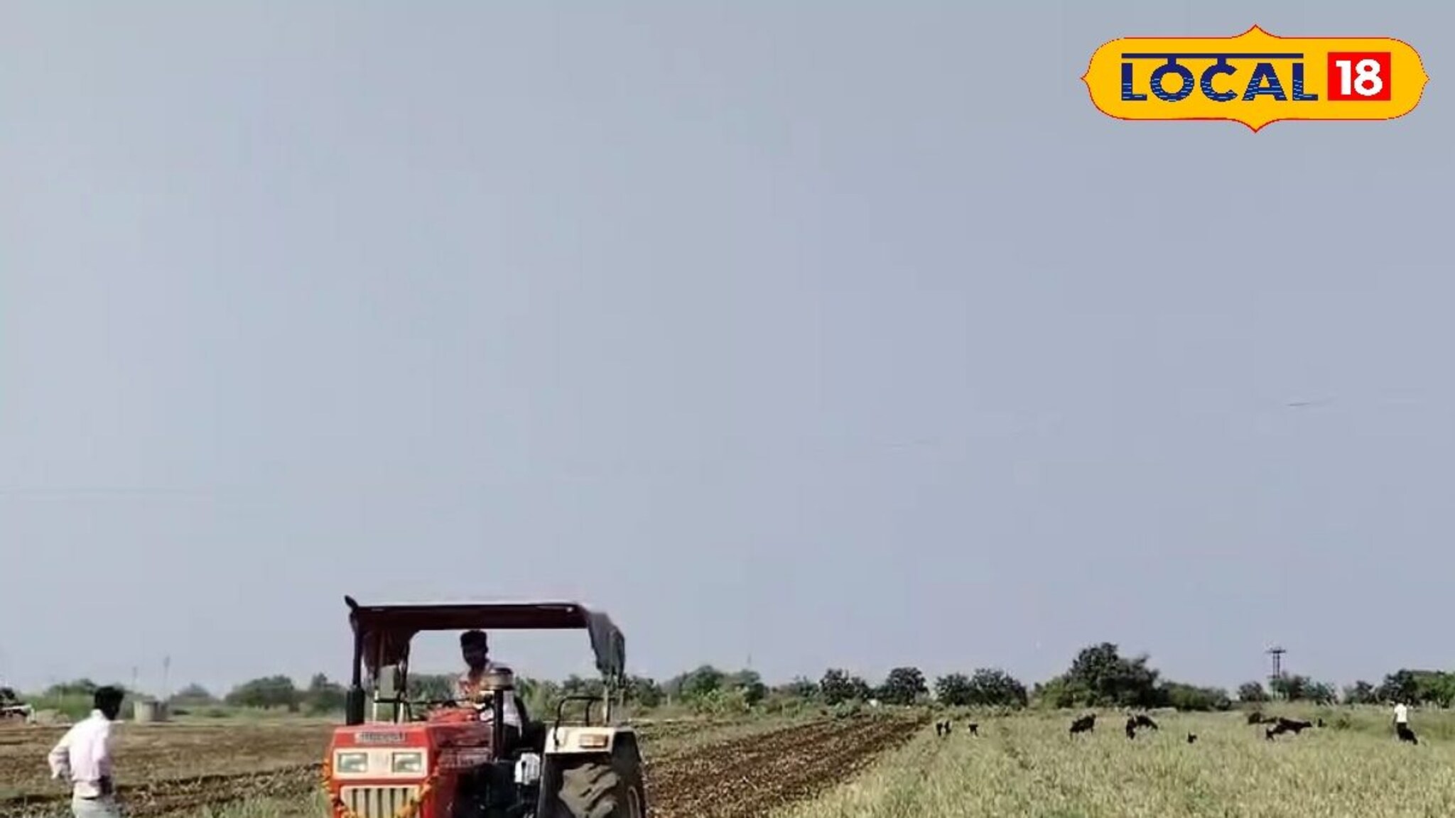 कांदा पिकावर करपा रोगाचा प्रादुर्भाव, शेतकऱ्याने फिरवला रोटावेटर, धक्कादायक VIDEO