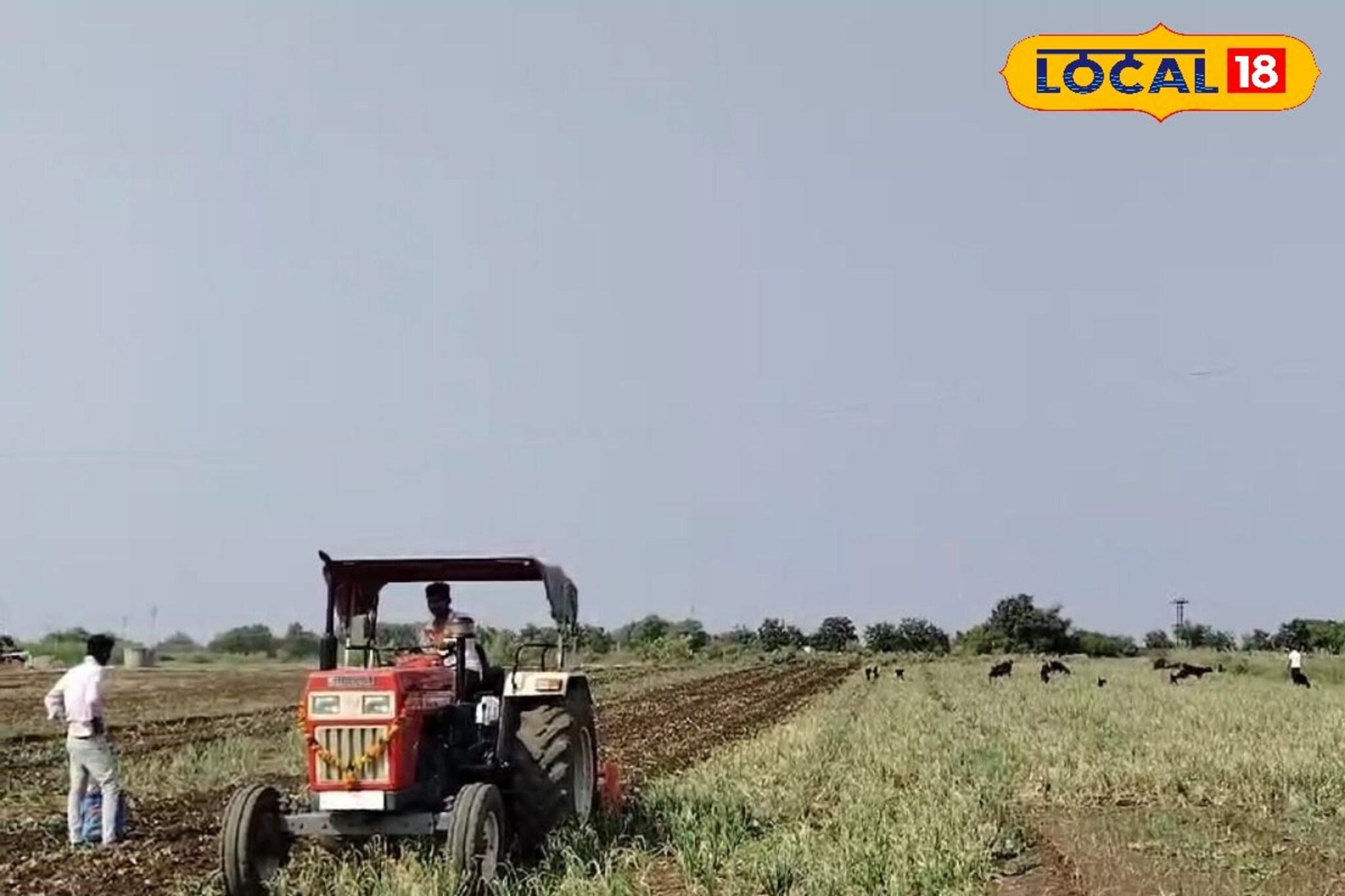 कांदा पिकावर करपा रोगाचा प्रादुर्भाव, शेतकऱ्याने फिरवला रोटावेटर, धक्कादायकVIDEO