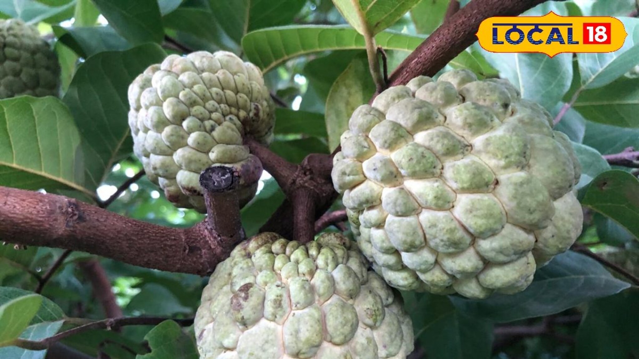 द्राक्ष बागायतदार शेतकरी वळला सीताफळ शेतीकडे, आता वर्षाला 12 लाखांची कमाई