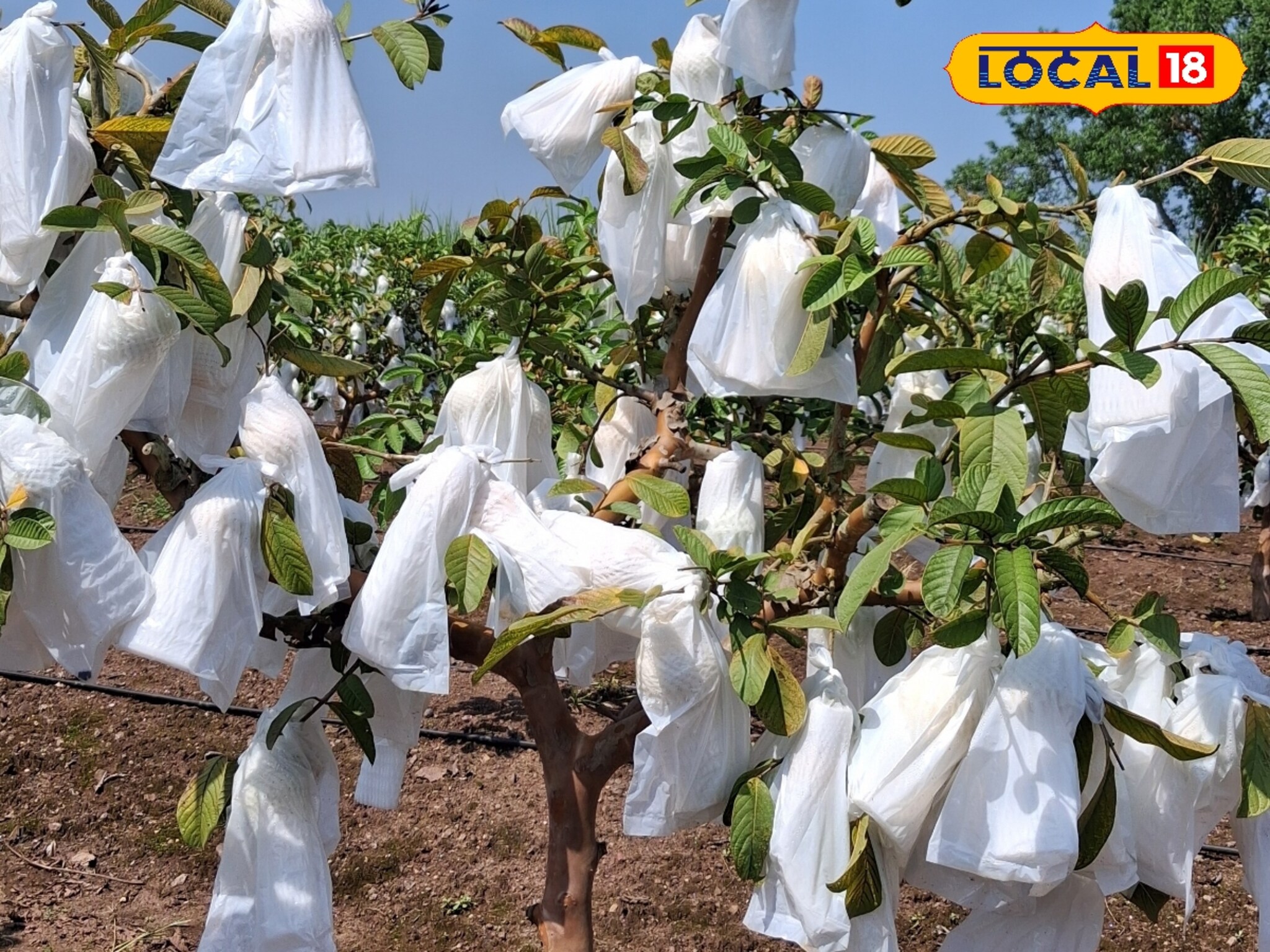 शेतकरी का आणि कसे करतात पेरूला बॅगिंग? पाहा फायदे कोणते