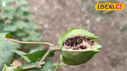 कापूस उत्पादक शेतकऱ्यांवर संकट, बोंड अळीचा धोका वाढला, कशी घ्यावी काळजी? कापूस उत्पादक शेतकऱ्यांवर संकट, बोंड अळीचा धोका वाढला, कशी घ्यावी काळजी?