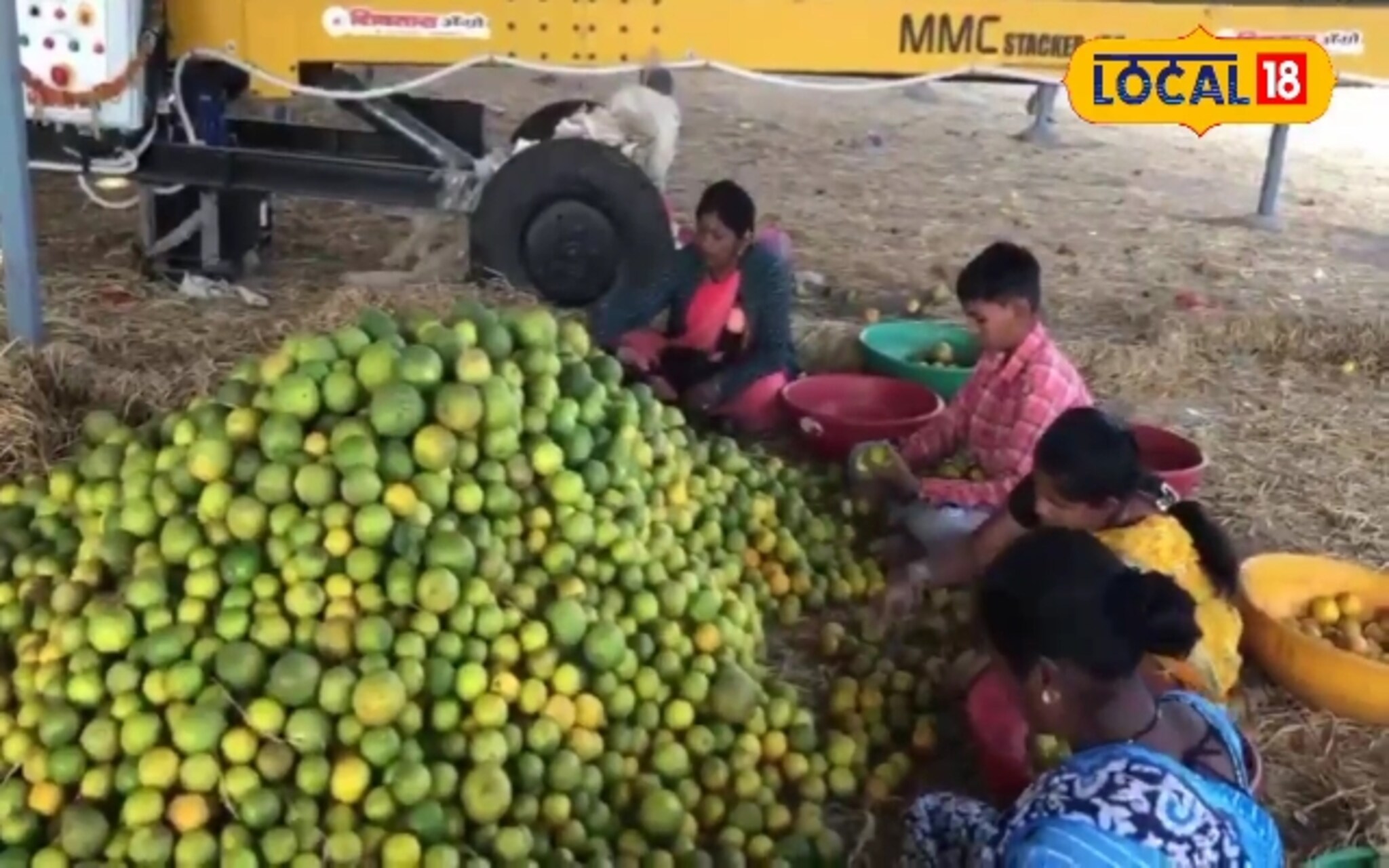 मोसंबी शेतीतून होईल बक्कळ कमाई, पण मृग बहरात या तारखेनंतरच करा विक्री