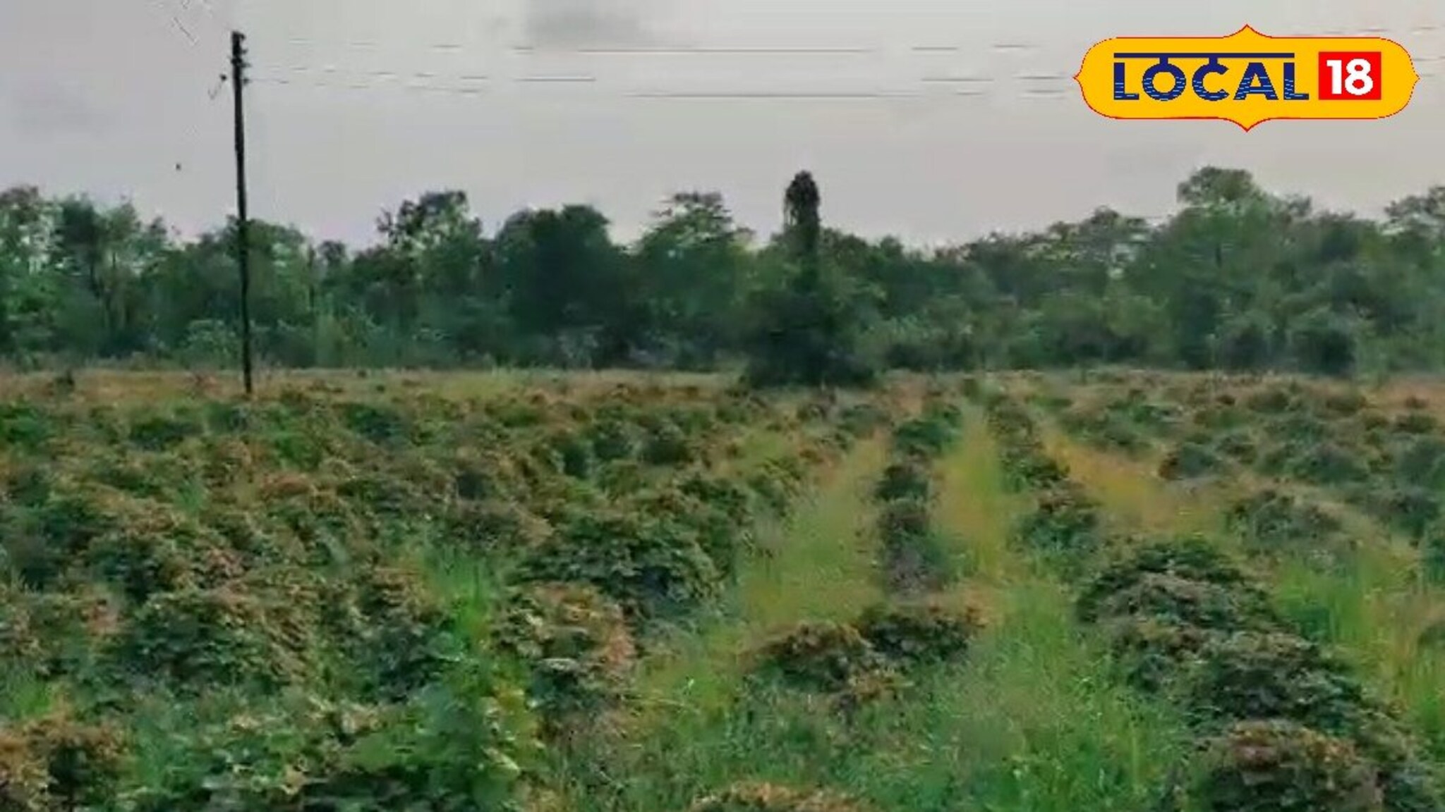 नोकरी सोडून केली पचौली वनस्पतीची लागवड, वर्षाकाठी एकरी 3 लाख रुपयांचा निव्वळ नफा