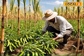 जमिनीचा 100 टक्के वापर, ऊसाच्या शेतीत घ्या हे आंतरपीक, दोन महिन्यातच मोठा फायदा जमिनीचा 100 टक्के वापर, ऊसाच्या शेतीत घ्या हे आंतरपीक, दोन महिन्यातच मोठा फायदा